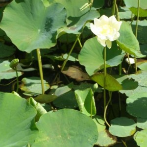 white_lotus