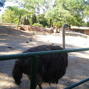 Barcelona Zoo