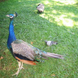 Barcelona Zoo