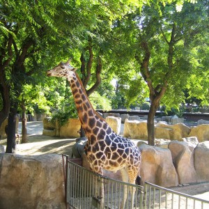 Barcelona Zoo