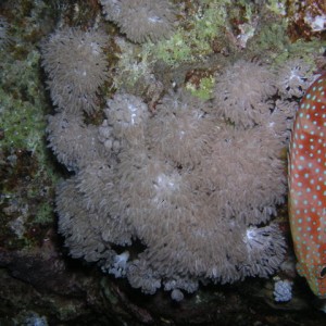 south red sea-saint johns reefs