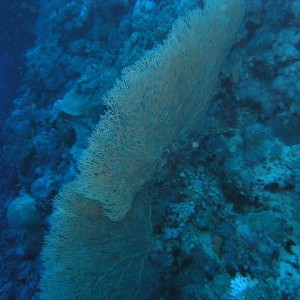 south red sea-saint johns reefs