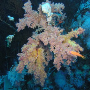 south red sea-saint johns reefs