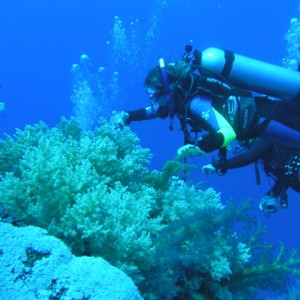 south red sea-saint johns reefs