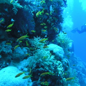 south red sea-saint johns reefs