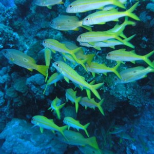 south red sea-saint johns reefs