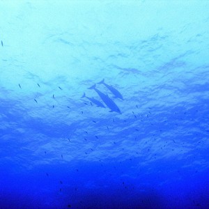 south red sea-saint johns reefs