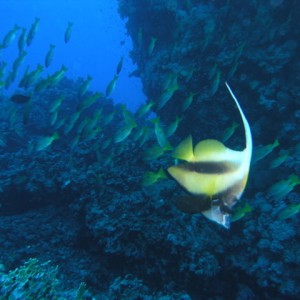 south red sea-saint johns reefs