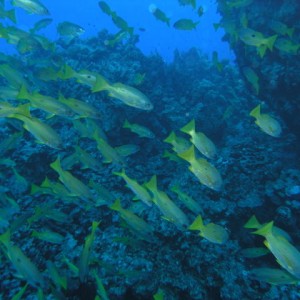 south red sea-saint johns reefs