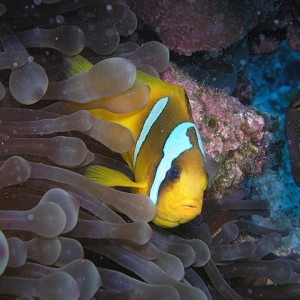 south red sea-saint johns reefs