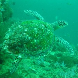 PHIPHI ISLAND 2008-09