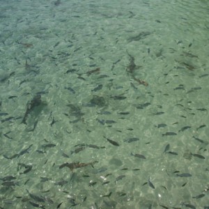 Pulau Payar - κολυμπώντας ανάμεσα σε άπειρα ψάρια και καρχαρίες