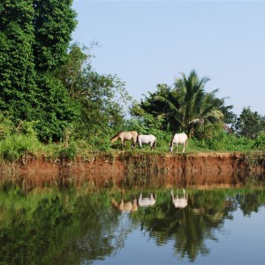 Rio Sambu, Darien...