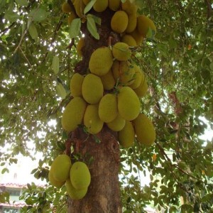 Το εξωτικό φρούτο Jackfruit