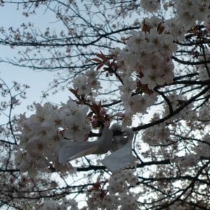 Ευχή σε κερασιά, πάρκο Ueno, Tokyo