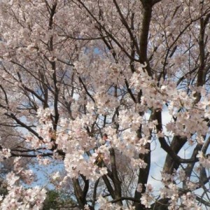 Ανθισμένη κερασιά στους κήπους του αυτοκρατορικού παλατιού, Tokyo