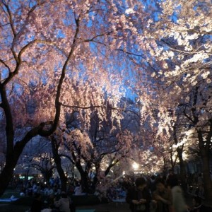 Στο cherry blossom festival της Takada