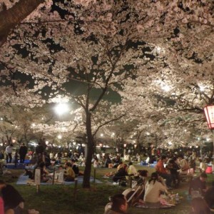 Στο cherry blossom festival της Takada