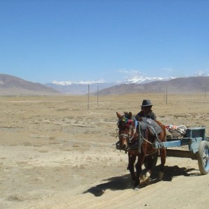 Horse Power (Tibet, Friendship Hwy)