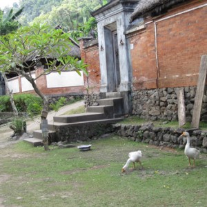 Χωριο Tenganan, Bali