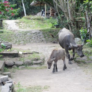 Χωριο Tenganan, Bali