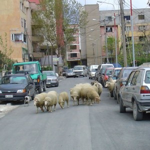 Τίρανα βουκολικόν. τραβηγμένη 5 λεπτά από το κέντρο. με τα πόδια!!