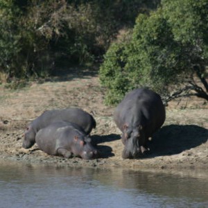 hippo