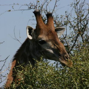 giraffe_1