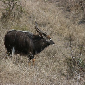 kudu