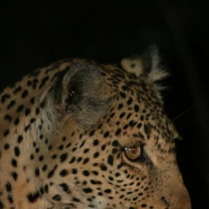 leopard_2