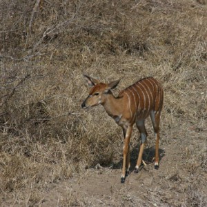 nyala