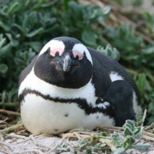 penguin