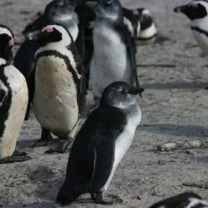 penguin_2
