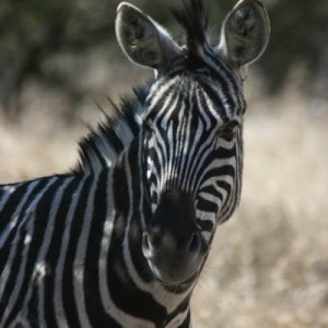 zebra