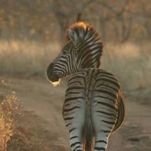 zebra_6