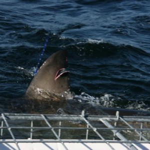 white_shark_5