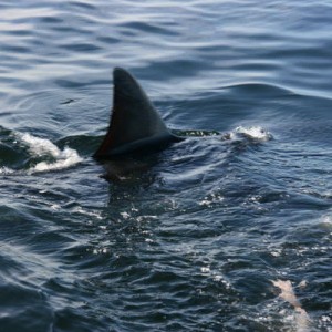 white_shark_6