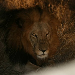 lion_2