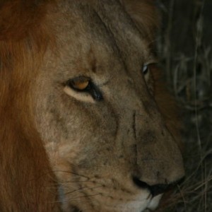 lion_3