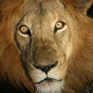 lion_6