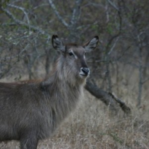 waterbuck