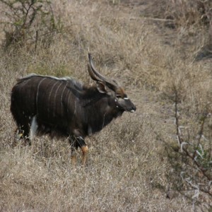 kudu1