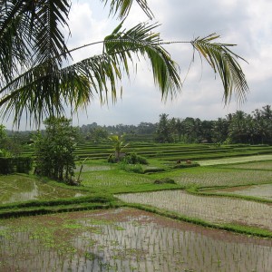 Ubud