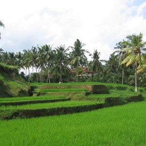 Ubud