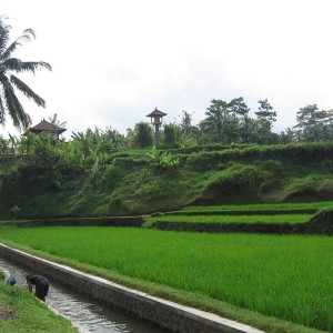 Bali, Ubud