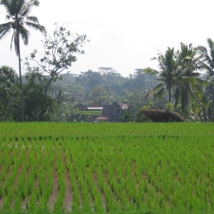 Bali, Ubud