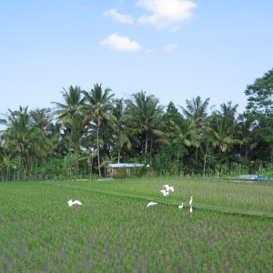 Bali, Ubud