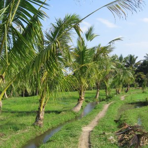 Bali, Ubud