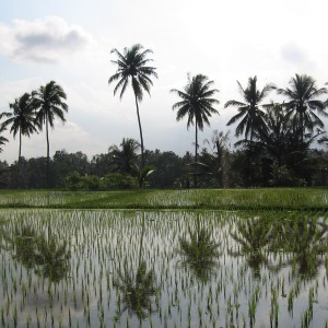 Bali, Ubud