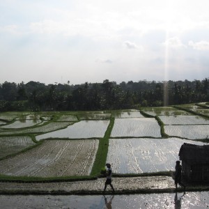 Ubud